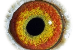 Oog-Yellow-Eye